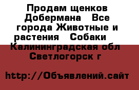 Продам щенков Добермана - Все города Животные и растения » Собаки   . Калининградская обл.,Светлогорск г.